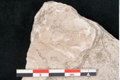 Foto (Detailansicht) von Dictyopteris brongniarti Gutb. (NHMW-GEO-2024-0188-10768)